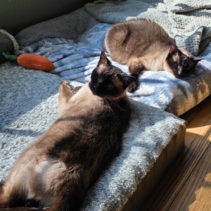 Fundraising Page: Matthew Dellysse